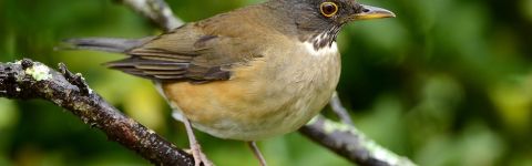 #EscapeCult - Sabia que o sabiá sabia assobiar?