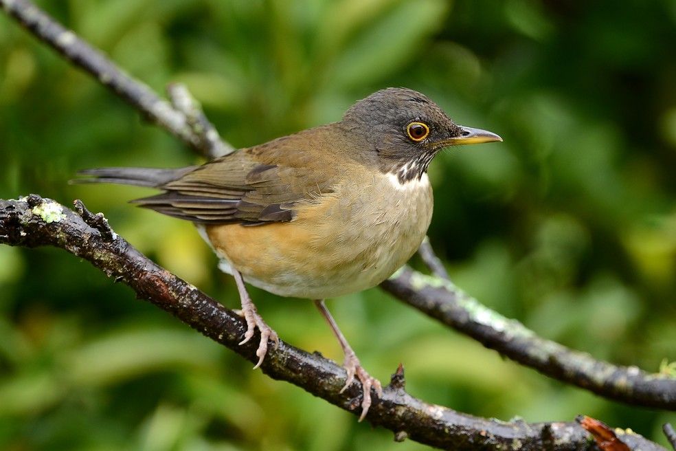 #EscapeCult - Sabia que o sabiá sabia assobiar?