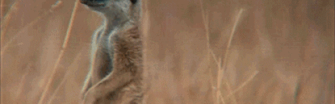 #EscapeCult - Curiosidade