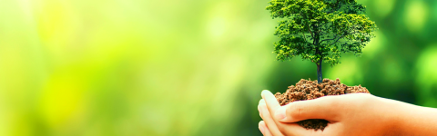 #EscapeCult - Dia da Árvore